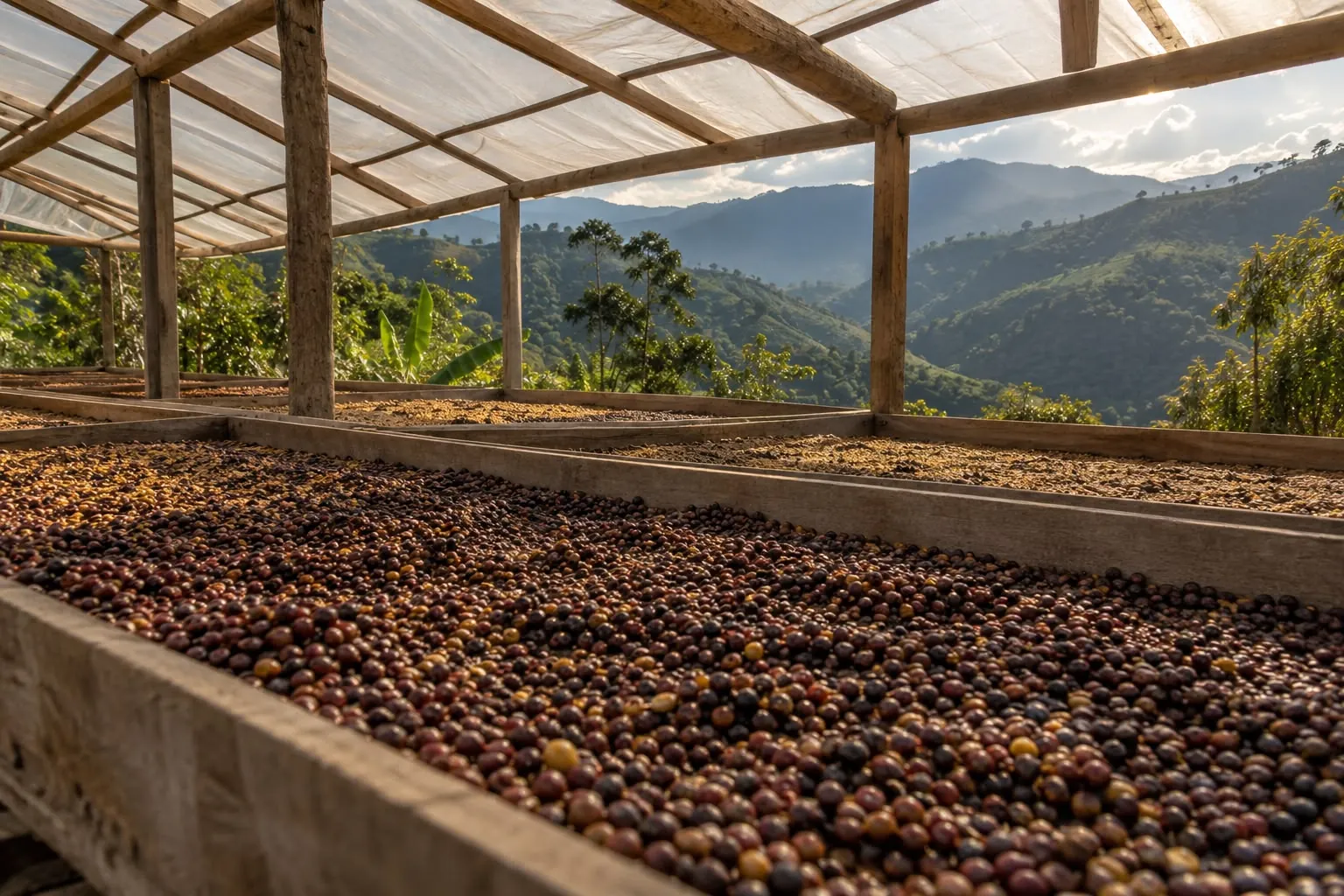 Coffee drying on wooden beds under a plastic roof, green ridges behind