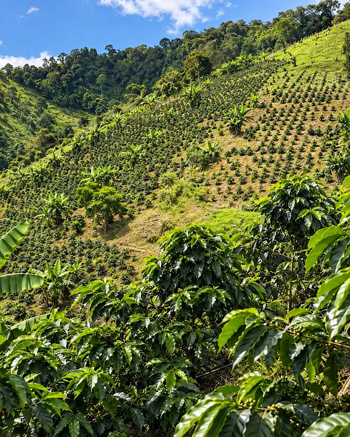 A steep hillside planted with rows of coffee and plantain on the family farm